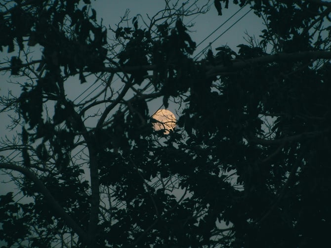 Moth Night at Carolina Beach State Park