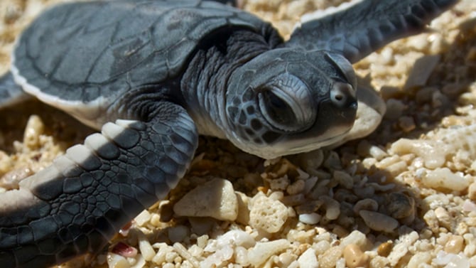 Turtle Talks at Kure Beach