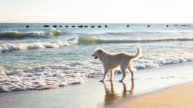 Dog Rules in Carolina Beach & Kure Beach (2026 Guide)