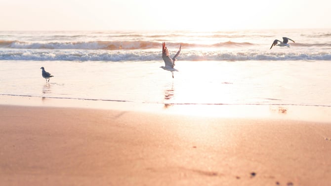 Island Wide Guides for Carolina & Kure Beach Vacations