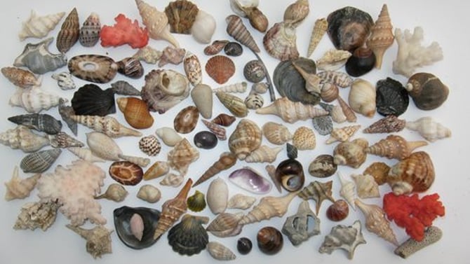 Treasures of the Sea