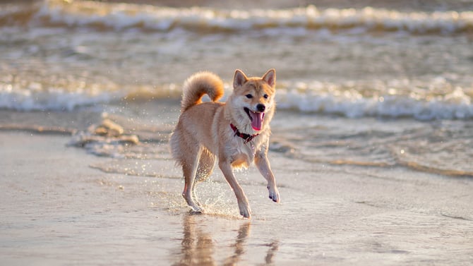 Dog-Friendly Beaches in Carolina Beach & Kure Beach 2026
