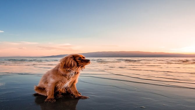 Search Pleasure Island Dog-Friendly Vacation Rentals