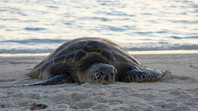 Pleasure Island Sea Turtles